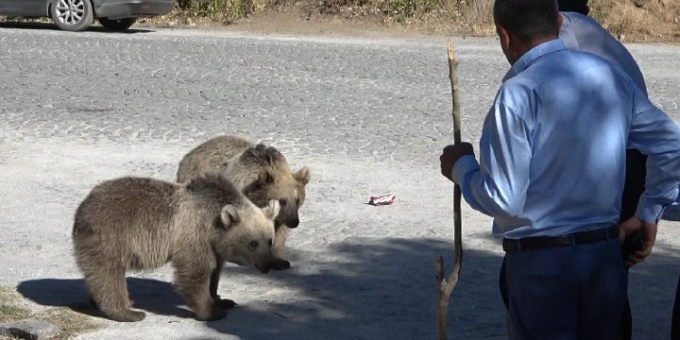 Bitlis’te ayılar kovaladı, vatandaşlar kaçtı