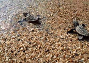 Caretta caretta yavruları denizle buluştu