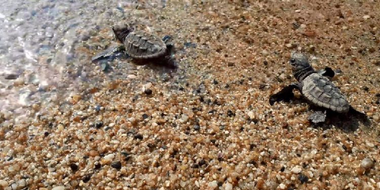 Caretta caretta yavruları denizle buluştu