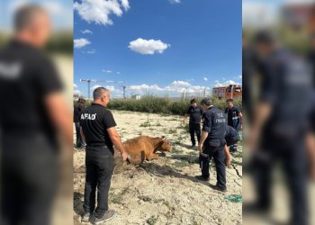 Gölete düşen büyükbaş hayvan kurtarıldı