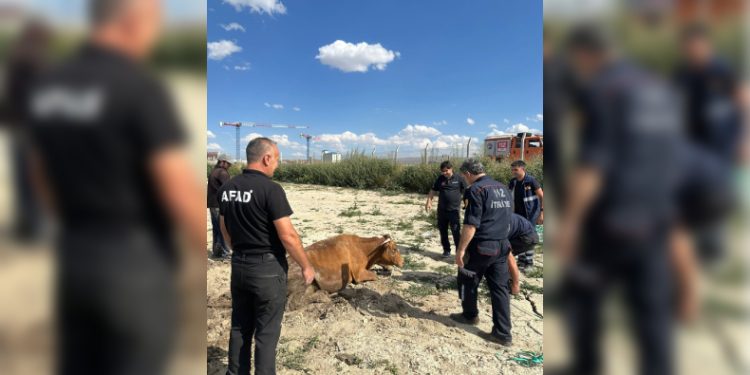 Gölete düşen büyükbaş hayvan kurtarıldı