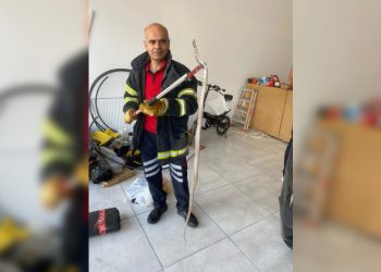 Ofise giren zehirli yılan korkuttu