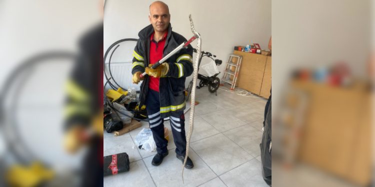 Ofise giren zehirli yılan korkuttu