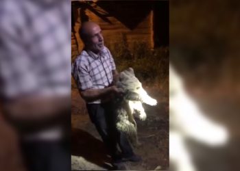 Ayı yavrusu köye indi