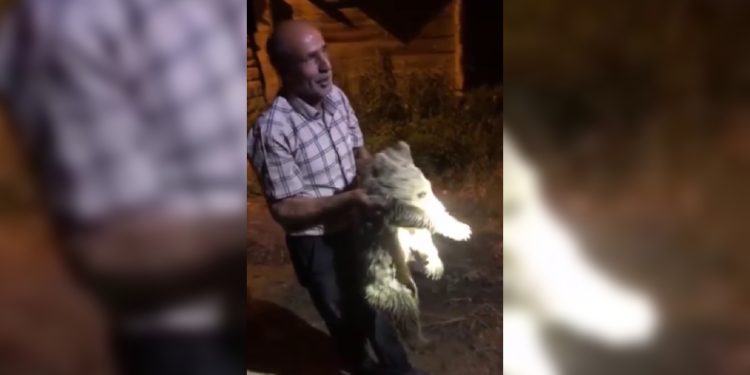 Ayı yavrusu köye indi