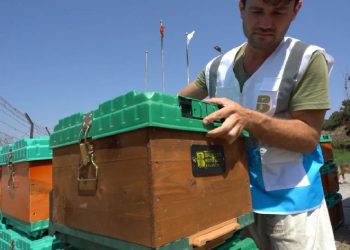 Ömrünü tamamlayan ağaçlar, kovan oluyor