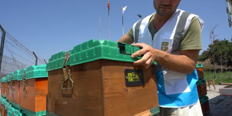 Ömrünü tamamlayan ağaçlar, kovan oluyor