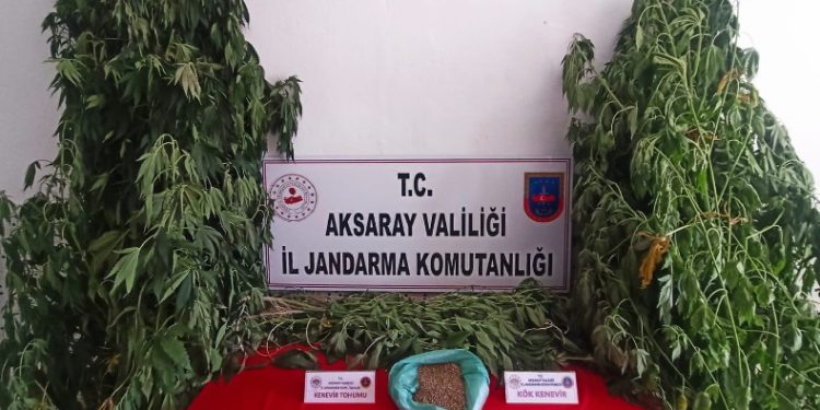 Esrar üretimi yapan şüpheli yakalandı