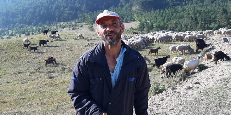 Bartın’dan çobanlık için Bolu’ya geldi