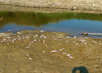 Menderes kurudu, balıklar ölmeye başladı