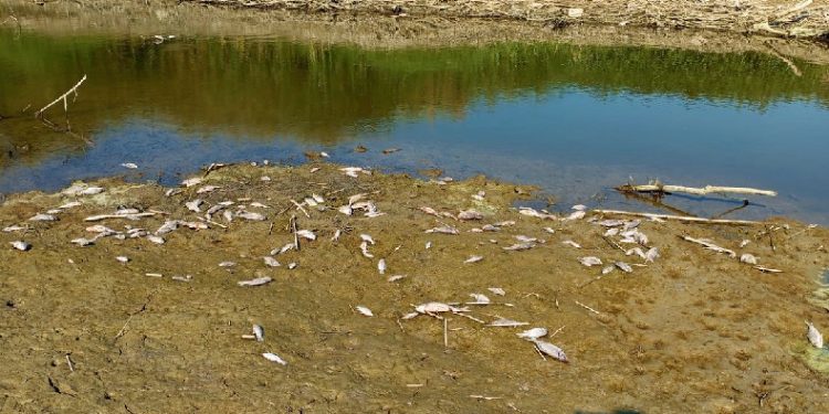 Menderes kurudu, balıklar ölmeye başladı