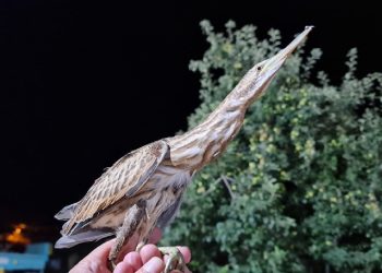 Nesli tükenmekte olan kuş Tokat’ta
