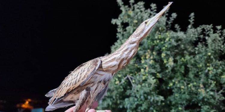 Nesli tükenmekte olan kuş Tokat’ta