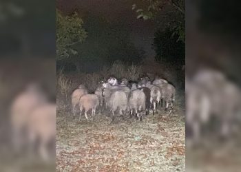 Kayıp küçükbaş hayvanları jandarma buldu