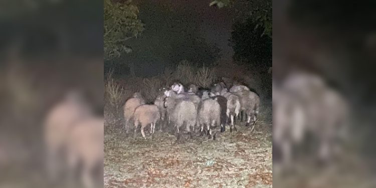 Kayıp küçükbaş hayvanları jandarma buldu