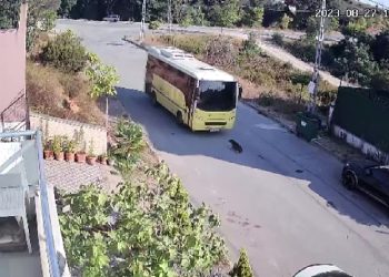 Halk otobüsü yolda yatan köpeği ezdi