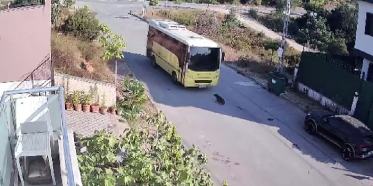Halk otobüsü yolda yatan köpeği ezdi