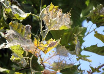 Amerikan beyaz kelebeği istilası