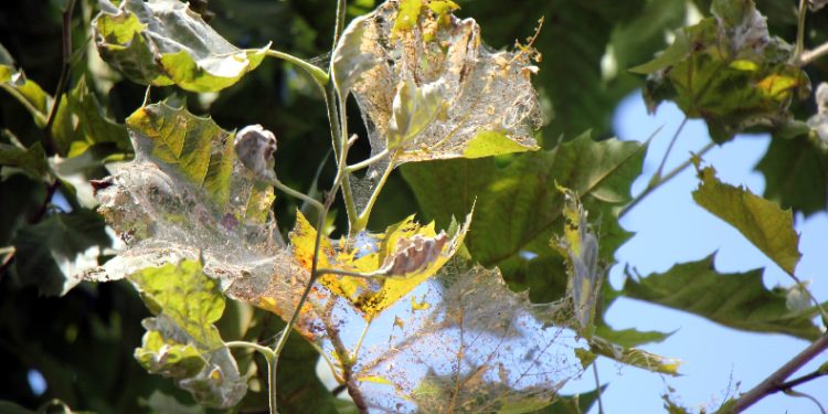 Amerikan beyaz kelebeği istilası