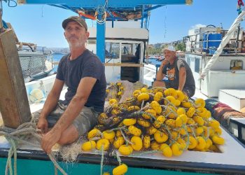 Palamuttan haber yok