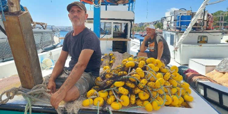 Palamuttan haber yok