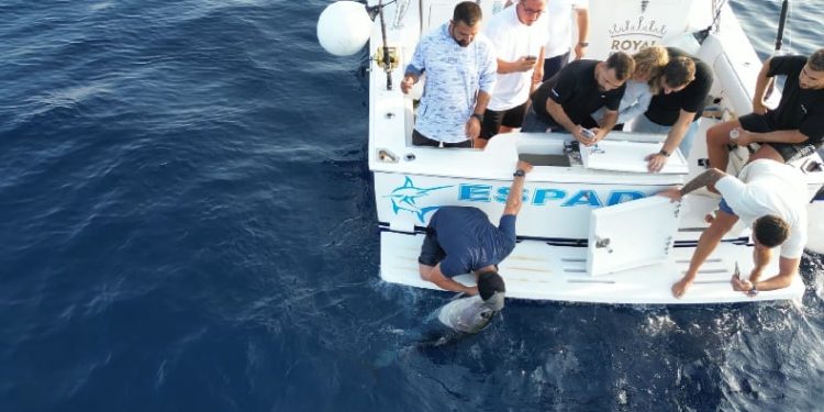 Mavi orkinosa hayat öpücüğü