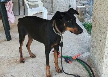 Tina’nın sır dolu tasması