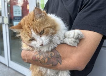 İstanbul’da hayvana şiddete meydan dayağı