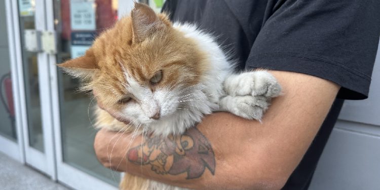 İstanbul’da hayvana şiddete meydan dayağı