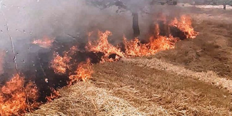 Gediz’de tarla yangını