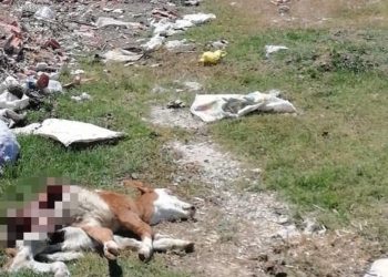 Ölen hayvanı, yol kenarına attılar
