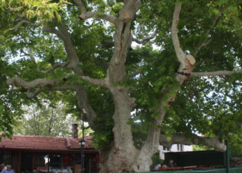 İki imparatorluk gören çınar