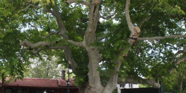 İki imparatorluk gören çınar