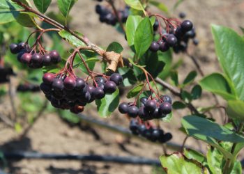 Geleceğin gözde ürünü: Aronya