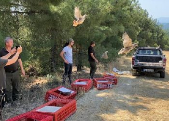 Kınalı keklikler yangın bölgelerine salındı