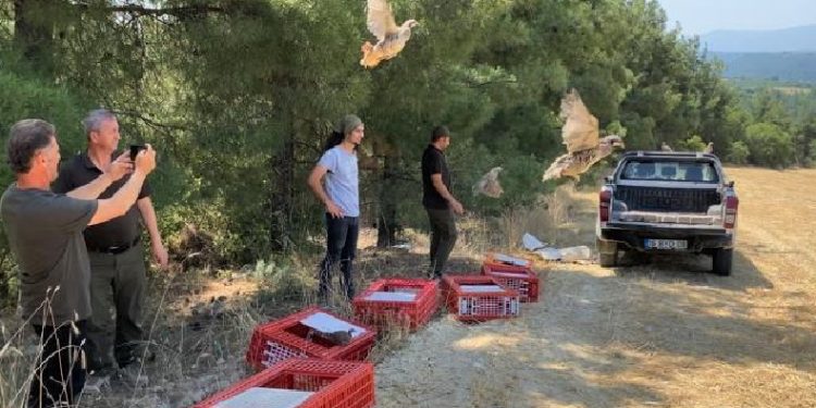 Kınalı keklikler yangın bölgelerine salındı