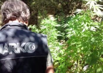 ‘Uyuşturucu ormanı’na polis baskını
