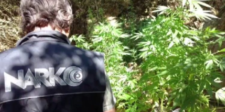 ‘Uyuşturucu ormanı’na polis baskını