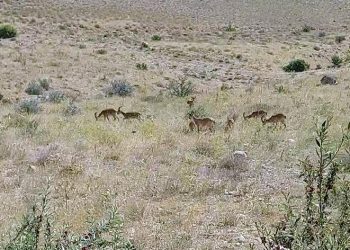 Dağ keçileri sürü halinde görüntülendi