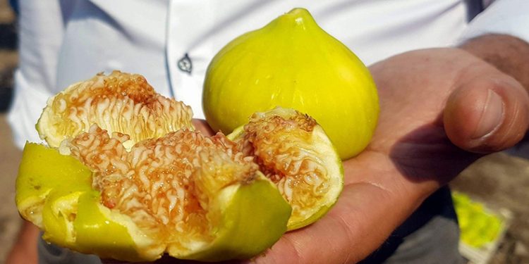 Taze incir hasadı devam ediyor