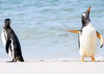 Buz kırılmasında binlerce penguen öldü