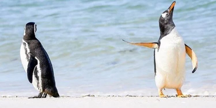 Buz kırılmasında binlerce penguen öldü