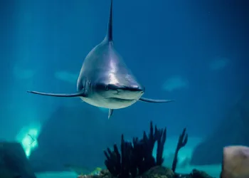 New York’ta köpekbalığı saldırısı