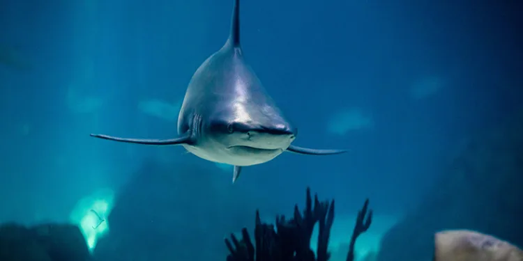 New York’ta köpekbalığı saldırısı