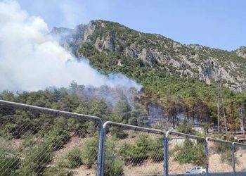 Bilecik’te orman yangını