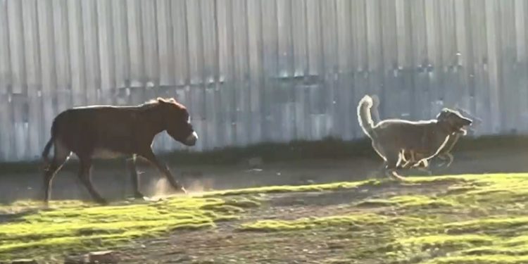 Eşeğin köpeği kovalaması viral oldu