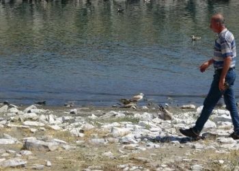 Binlerce martı öldü