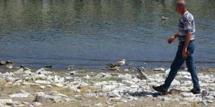 Binlerce martı öldü