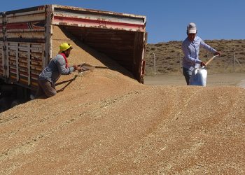 Günlük bin ton hububat alımı yapıyor