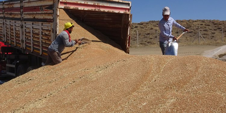 Günlük bin ton hububat alımı yapıyor
